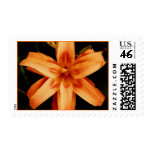 flowers, lilies, star lilies, stamps