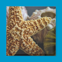 Star Fish and Friends magnets