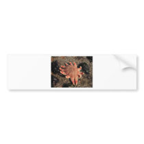 Star Fish bumper stickers