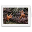 Star Fish cards
