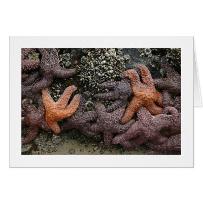 Star Fish Greeting Card by alberthartley