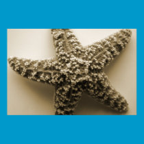 Star Fish in Sepia posters