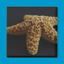 Star Fish magnets