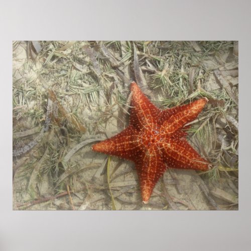 Star Fish Print print