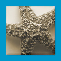 Star Fish Sepia magnets