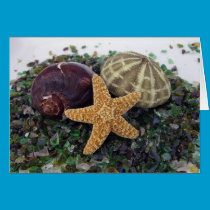 Star Fish, Shell & Urchin Card cards