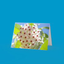 Star Flower Card cards