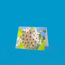 Star Flower in the Sun cards