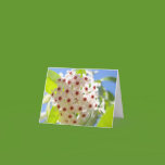 Star Flower in the Sun cards