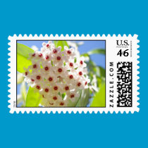 Star Flower in the Sun Postage stamps