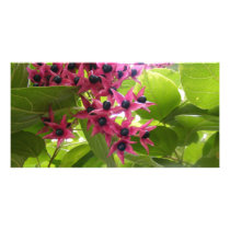 Star Flower? photo cards by Loribme Star Flower? photo cards