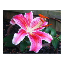 Star Gazer Lily - posters