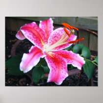 Star Gazer Lily - Posters