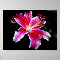 Star Gazer Lily Print