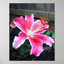 Star Gazer Lily - Posters