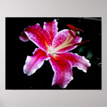 Star Gazer Lily Print