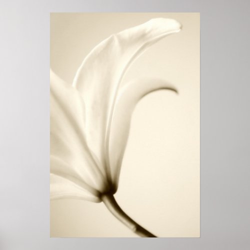 Star Lily print