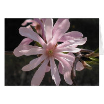 Star Magnolia cards