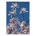 Star magnolia. Card by cARTerART