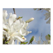 Star Magnolia Postcard