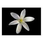 Star of Bethlehem ~ ATC card Business Card Template