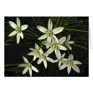 Star of Bethlehem Birthday