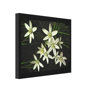 Star of Bethlehem Gallery Wrapped Canvas