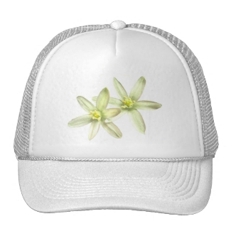 Star of Bethlehem Hat