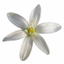 Star of Bethlehem ~ ornament photo sculptures