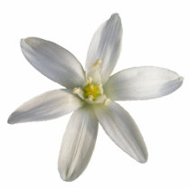 Star of Bethlehem ~ ornament photo sculptures by Andy2302 Star of Bethlehem ~ ornament photo sculptures