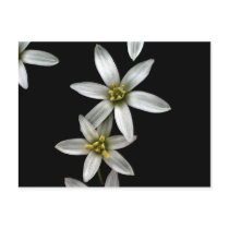 Star of Bethlehem postcards by jmvigil Star of Bethlehem postcards
