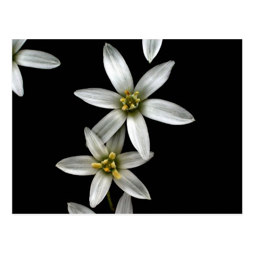 Star of Bethlehem Postcard