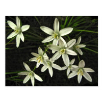 Star of Bethlehem Postcard
