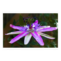 Star of Bristol Print