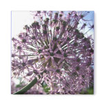 "Star of Persia II" magnets