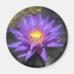 Star of Zanzibar Magnets