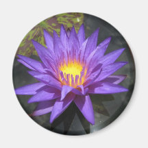 Star of Zanzibar Magnets