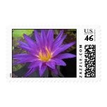 Star of Zanzibar Stamps