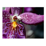 Star Orchid Postcard postcards