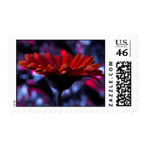 Star stamps