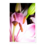 lilies, stars, flowers, rising, heavens, gazer,