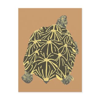 Star Tortoise, painting on postcards postcard
