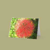 Starburst cards by mrlizard Starburst cards