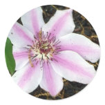 Starburst Clematis Sticker Starburst Clematis Sticker