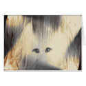 Starcat cards