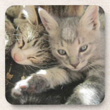 Stardust Kittens Beverage Coaster