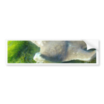 Starfish bumper stickers