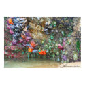 Starfish by Photographer Linda Hoxie posters
