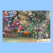 Starfish by Photographer Linda Hoxie posters