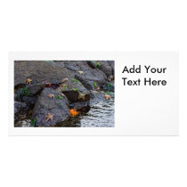 Starfish by the Ocean Photo Greeting Card